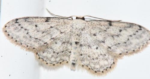 Réf. 283 055 : Idaea seriata